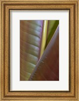 Framed Banana Leaf, Sarapiqui, Costa Rica