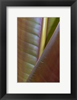 Framed Banana Leaf, Sarapiqui, Costa Rica