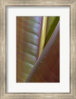 Framed Banana Leaf, Sarapiqui, Costa Rica