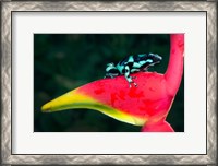 Framed Green and Black Poison Dart Frog, Sarapiqui, Costa Rica