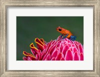 Framed Strawberry Poison-Dart Frog, Sarapiqui, Costa Rica