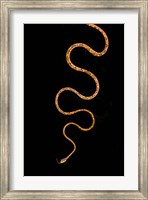 Framed Blunt-Headed Tree Snake, Sarapiqui, Costa Rica