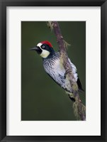 Framed Acorn Woodpecker on Branch, Savegre, Costa Rica