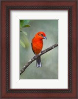 Framed Flame-Colored Tanager, Sarapiqui, Costa Rica