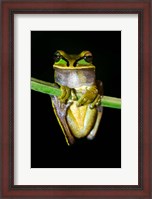 Framed Masked Tree Frog Sarapiqui, Costa Rica