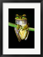 Framed Masked Tree Frog Sarapiqui, Costa Rica