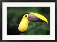 Framed Keel-Billed Toucan, Sarapiqui, Costa Rica