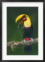 Framed Keel-Billed Toucan, Sarapiqui, Costa Rica