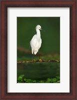 Framed Snowy Egret, Tortuguero, Costa Rica