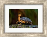 Framed Black Marsh Turtle, Tortuguero, Costa Rica