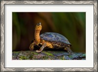Framed Black Marsh Turtle, Tortuguero, Costa Rica