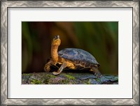 Framed Black Marsh Turtle, Tortuguero, Costa Rica