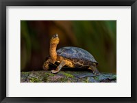 Framed Black Marsh Turtle, Tortuguero, Costa Rica