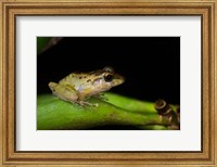 Framed Tink Frog, Tortuguero, Costa Rica