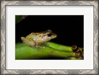 Framed Tink Frog, Tortuguero, Costa Rica