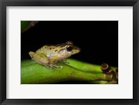 Framed Tink Frog, Tortuguero, Costa Rica