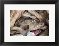 Framed Fresh Cod, Iceland