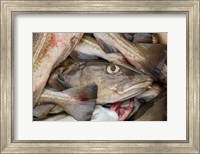 Framed Fresh Cod, Iceland