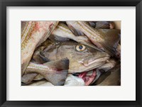 Framed Fresh Cod, Iceland