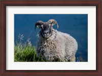 Framed Sheep Grazing, Iceland