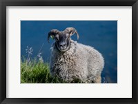 Framed Sheep Grazing, Iceland