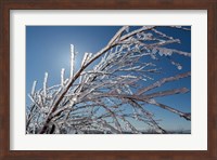 Framed Ice Crystals on tree branches, Iceland