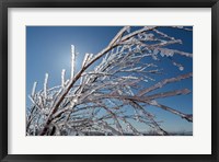 Framed Ice Crystals on tree branches, Iceland