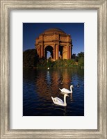 Framed Swans and Palace of Fine Arts