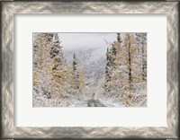 Framed Empty Forest Road, McCarthy, Alaska