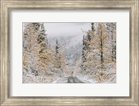 Framed Empty Forest Road, McCarthy, Alaska