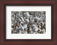 Framed Cotton Plants, Wellington, Texas