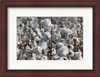 Framed Cotton Plants, Wellington, Texas