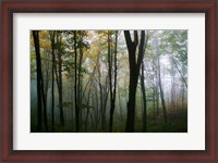Framed Misty Forest In Autumn