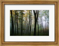 Framed Misty Forest In Autumn