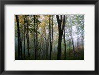 Framed Misty Forest In Autumn