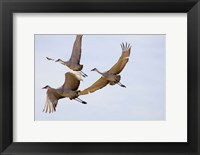 Framed Sandhill Cranes In Flight