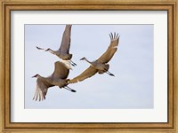 Framed Sandhill Cranes In Flight