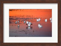 Framed Snow Geese On Water