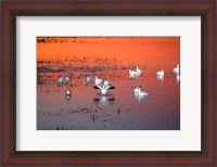 Framed Snow Geese On Water