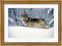 Framed Gray Wolf in Snow