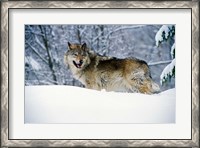 Framed Gray Wolf in Snow