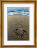 Framed Green Sea Turtle, Tortuguero, Costa Rica