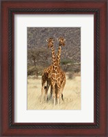 Framed Reticulated Giraffe