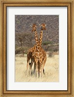 Framed Reticulated Giraffe