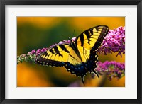 Framed Male Tiger Swallowtail Butterfly