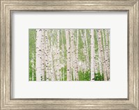 Framed Aspen Trees