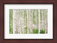 Framed Aspen Trees