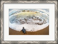 Framed Green Sea Turtle, Tortuguero, Costa Rica