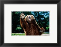 Framed Grizzly Bear On Hind Legs