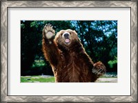 Framed Grizzly Bear On Hind Legs